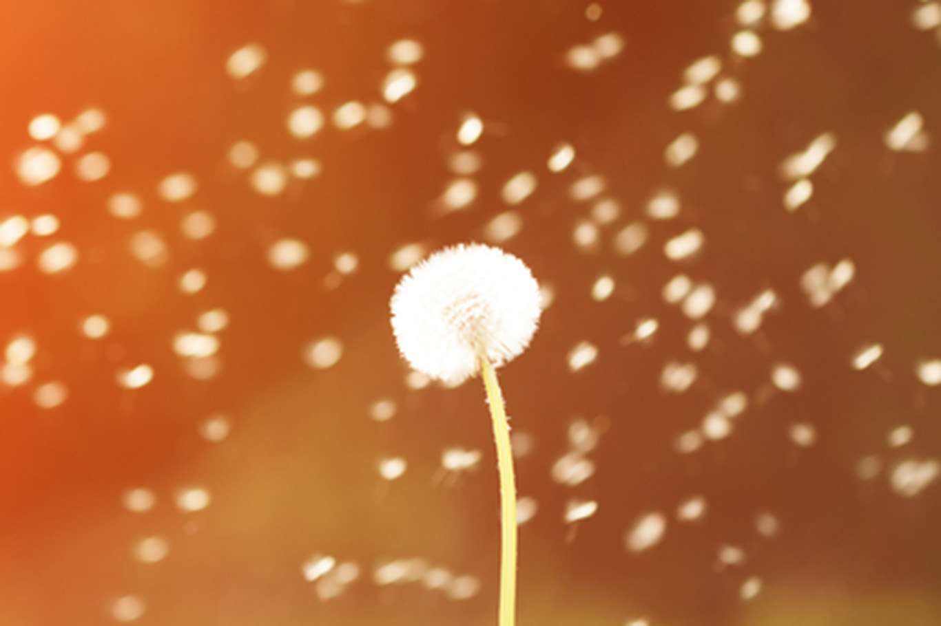 Nezle sandığınız bahar alerjisi olabilir!